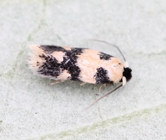 Etainia decentella