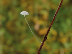 Hemimycena epichloe