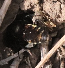 Triepeolus concavus