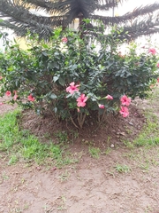 Hibiscus rosa-sinensis