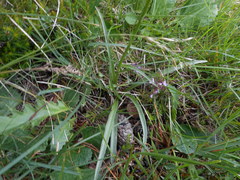 Gymnadenia