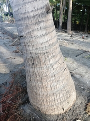 Cocos nucifera
