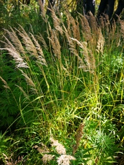Calamagrostis purpurea