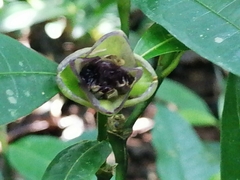 Palicourea glomerulata