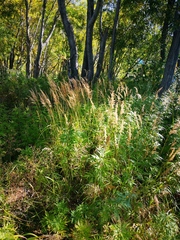 Calamagrostis purpurea