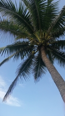 Cocos nucifera