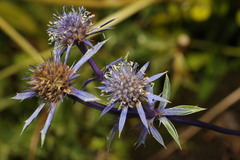 Eryngium variifolium