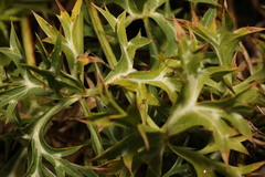 Eryngium variifolium