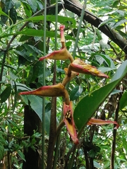 Heliconia irrasa