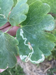 Phytomyza minuscula group