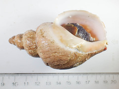 Volutopsius norwegicus