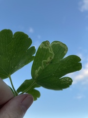 Phytomyza minuscula group