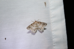 Trigrammia quadrinotaria