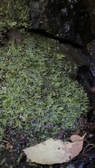 Isopterygiopsis muelleriana