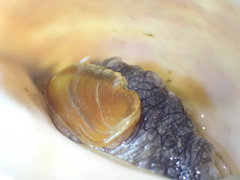 Volutopsius norwegicus