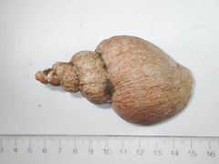 Volutopsius norwegicus