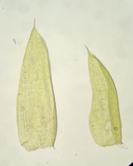 Isopterygiopsis muelleriana