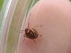 Phylloscelis atra