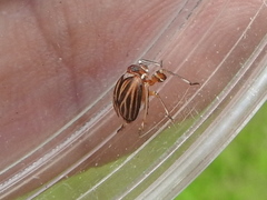 Phylloscelis atra