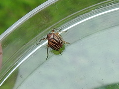 Phylloscelis atra