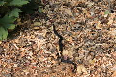 Vipera nikolskii