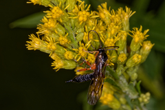 Pimpla pedalis