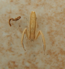 Runcinia flavida