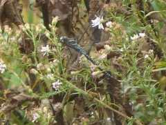 Aeshna canadensis