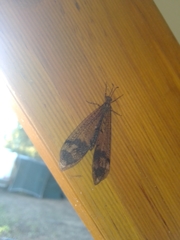 Glenoleon pulchellus