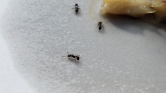 Temnothorax pergandei