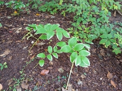 Polygonatum odoratum pluriflorum