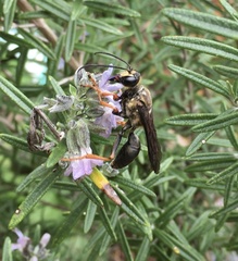 Sphex flavovestitus