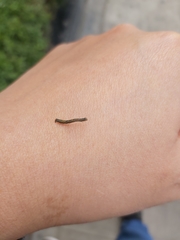Lepidoptera