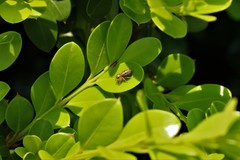 Chira gounellei