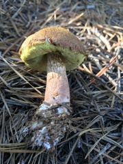 Aureoboletus projectellus