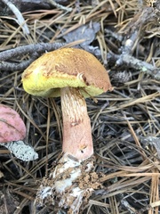 Aureoboletus projectellus