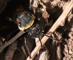 Triepeolus concavus