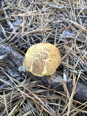 Aureoboletus projectellus