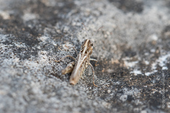 Omocestus petraeus
