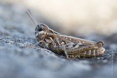 Omocestus petraeus