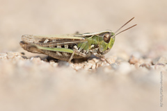Omocestus petraeus