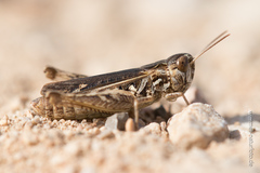 Omocestus petraeus
