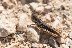 Omocestus petraeus