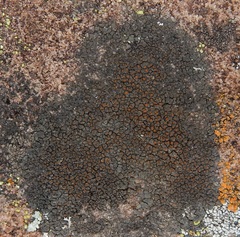 Caloplaca pellodella