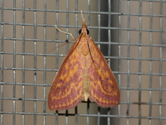 Pyrausta obtusanalis