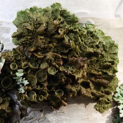 Melanohalea olivacea