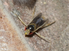 Ramphocorixa acuminata