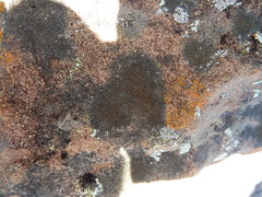 Caloplaca pellodella