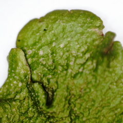 Melanohalea olivacea