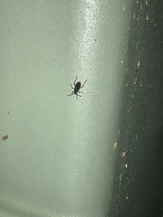 Jadera haematoloma